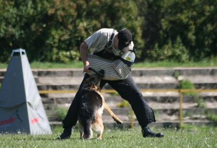 Estonian championship 2007 in IPO 3